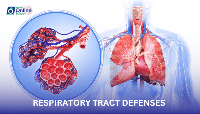 Lesson 04: Respiratory Tract Defenses